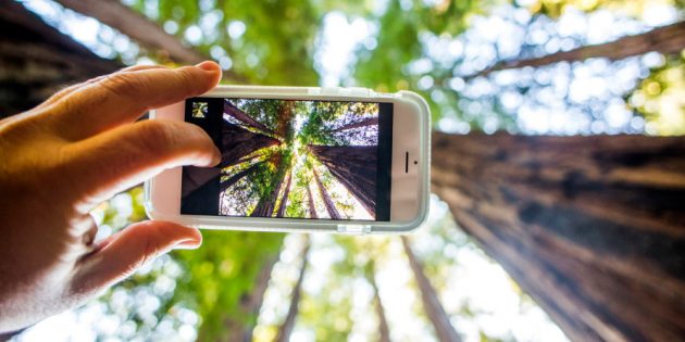 Low angle view of cell phone taking photograph of trees in forest